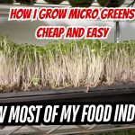 See How I grow Micro Greens and Sprouts Indoors All Year