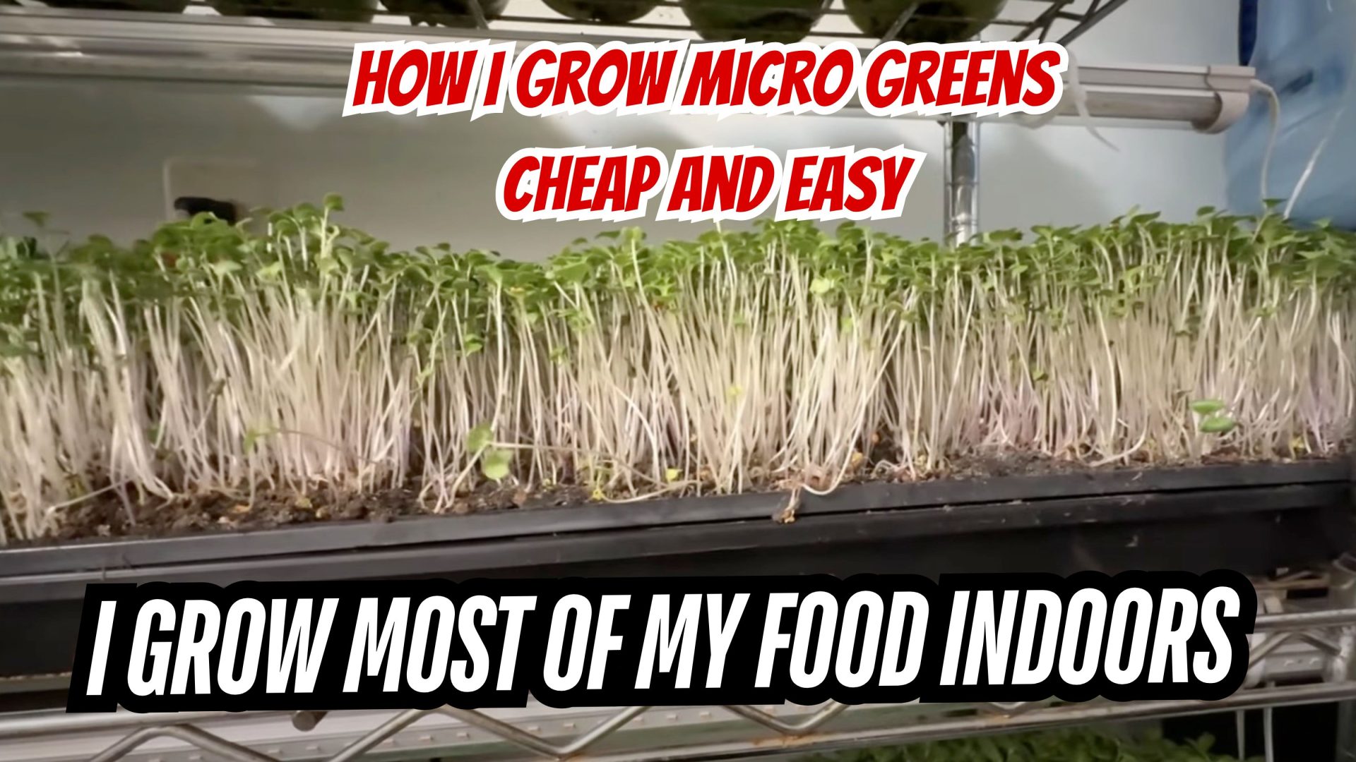 See How I grow Micro Greens and Sprouts Indoors All Year